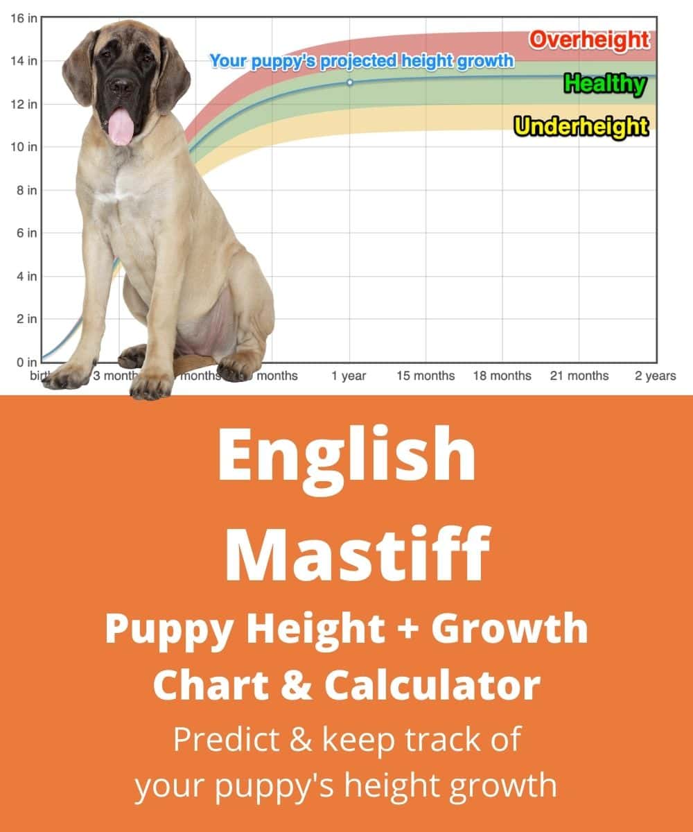 English Mastiff Height Growth Chart How Tall Will My English